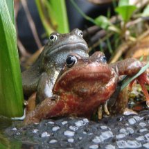 Frogs Spawning