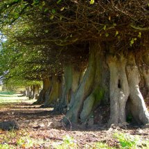 Great Bealings Suffolk