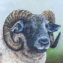 The Ram 41x41 Oil on board Framed