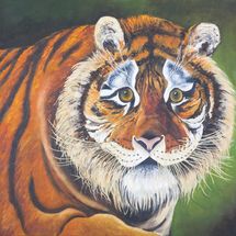 Siberian Tiger 60x60 Oil on canvas