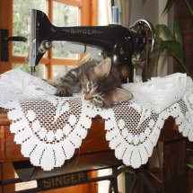 Kitten sewing