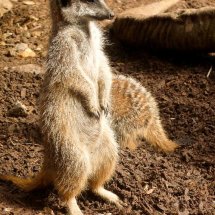 Meerkat