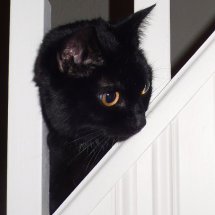 Mollie