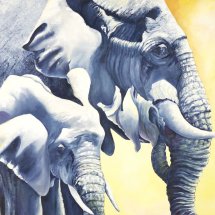 Elephants Oil on Canvas 75x75