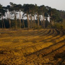 Rendlesham Forest Suffolk