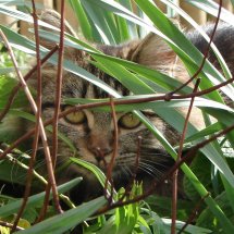 Tabby Cat