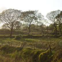 Trees Co Mayo Ireland
