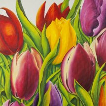 Tulips 50x70 Oil
