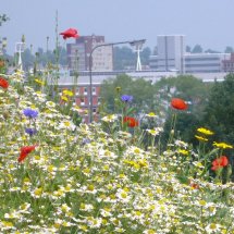 Urban Landscape Ipswich
