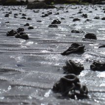 Worm casts Ross Strand Killala Co Mayo Ireland