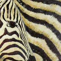 Zebra 50x70 Oil on canvas