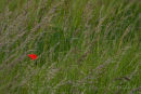 Lone poppy 2