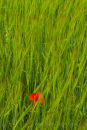 Lone Poppy
