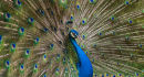 Peacock Display