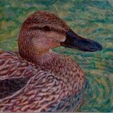 Female Mallard, Egg tempera, bird, water, painting, feather,