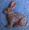 Lucky Rabbit