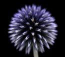 Echinops