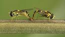 Mating Hoverflies...