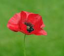 Poppy...