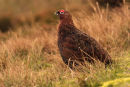 Red Grouse.....