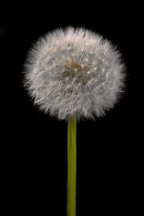 Dandilion Clock