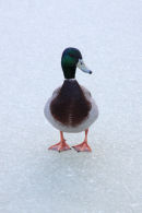 Duck on Ice...