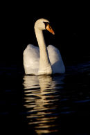 Swan in shade...