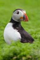 Skomer Puffin II...