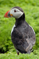 Skomer Puffin III...