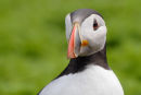 Skomer Puffin IV...