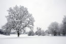 Tree in Snow II....