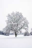 Tree in Snow...