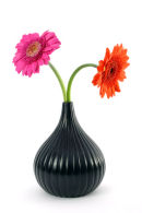 Pink and Orange Gerberas....