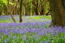 Bluebell Wood....