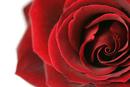Red Rose II...