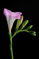 Freesia...