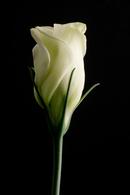 Lisianthus II...