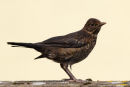 Young Blackbird