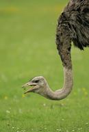 Ostrich