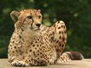 Cheetah
