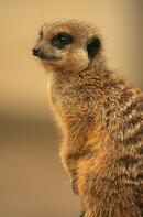 Meercat