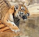 Tiger Cub