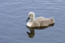 Cygnet....