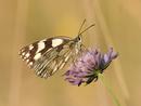 Marbled white I...