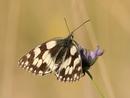 Marbled White II...