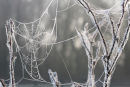 Frosty Webs....