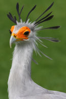 Secretary Bird....