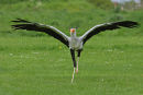 Secretary Bird...
