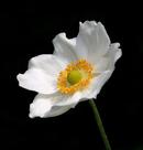 Anemone