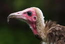Hooded Vulture...